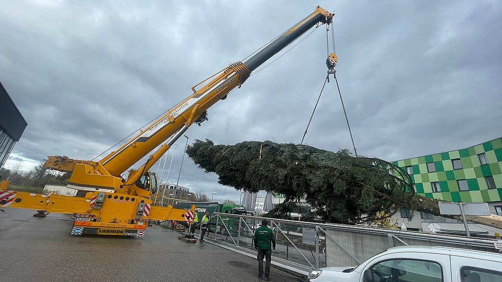 Christbaum wird verladen