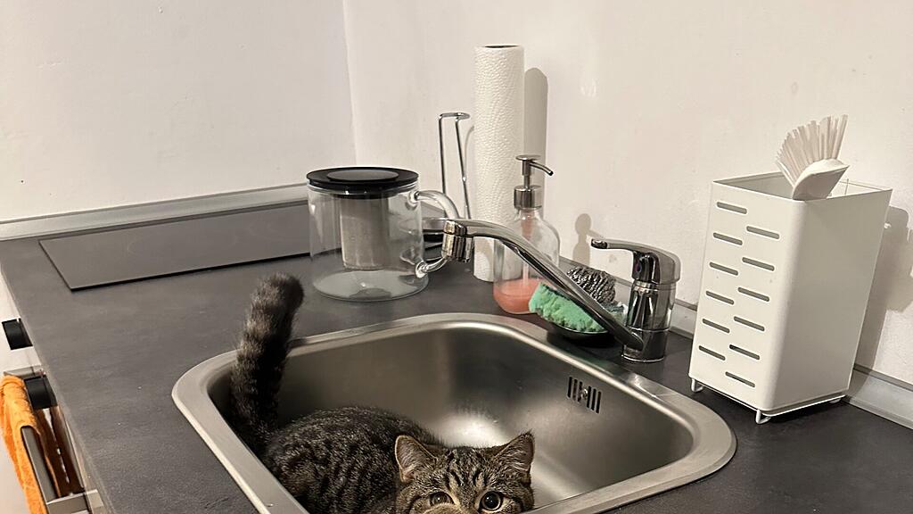 Weltkatzentag 2025