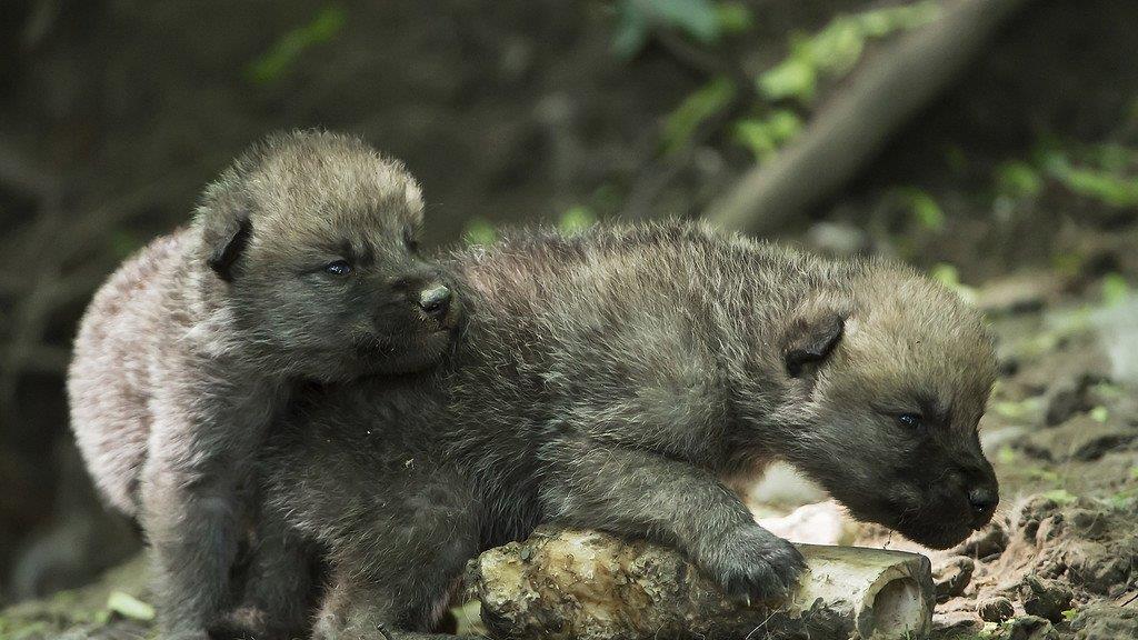 Nachwuchs: Arktische Wölfe in Schönbrunn haben fünf Babys