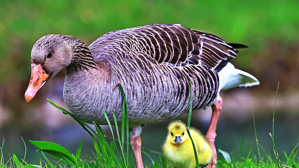 Gänse am Almkanal