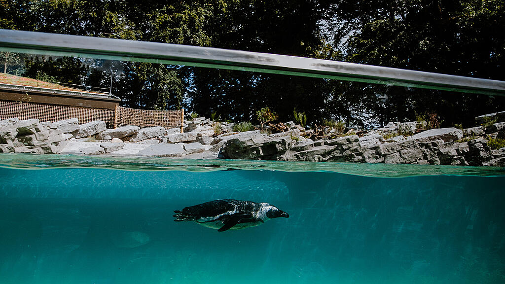 Zoo Salzburg, Brillenpinguin, Pinguin