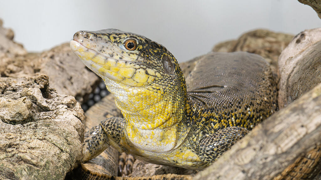 Krokodilschwanzteju