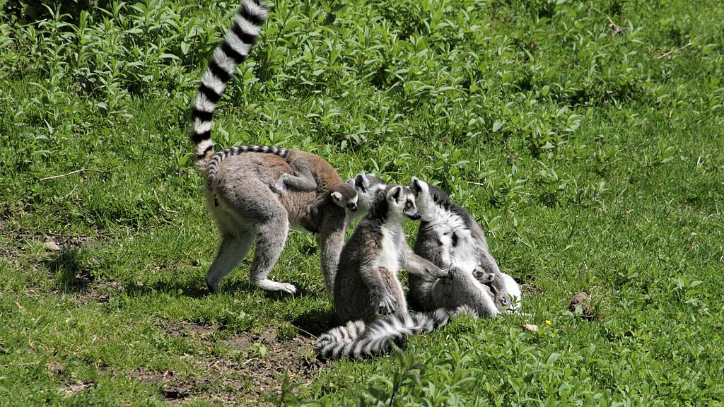 Kattas Zoo Salzburg