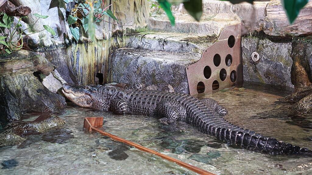 Alligator_Haus der Natur