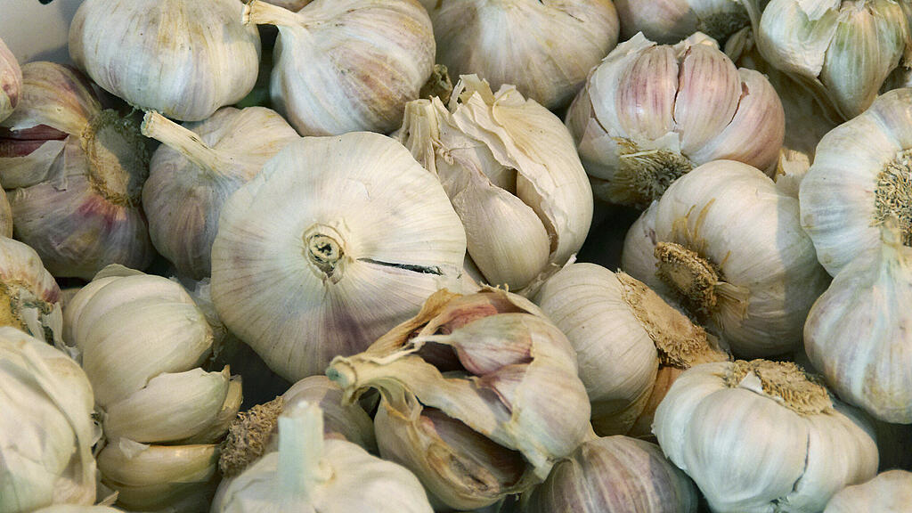Knoblauch, SB
