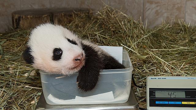 Jüngster Panda-Bub im Tiergarten Schönbrunn beim Wiegen