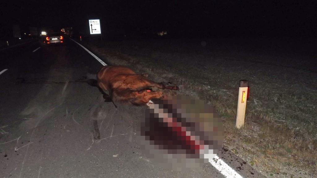 Zwei Pferde bei Unfall getötet