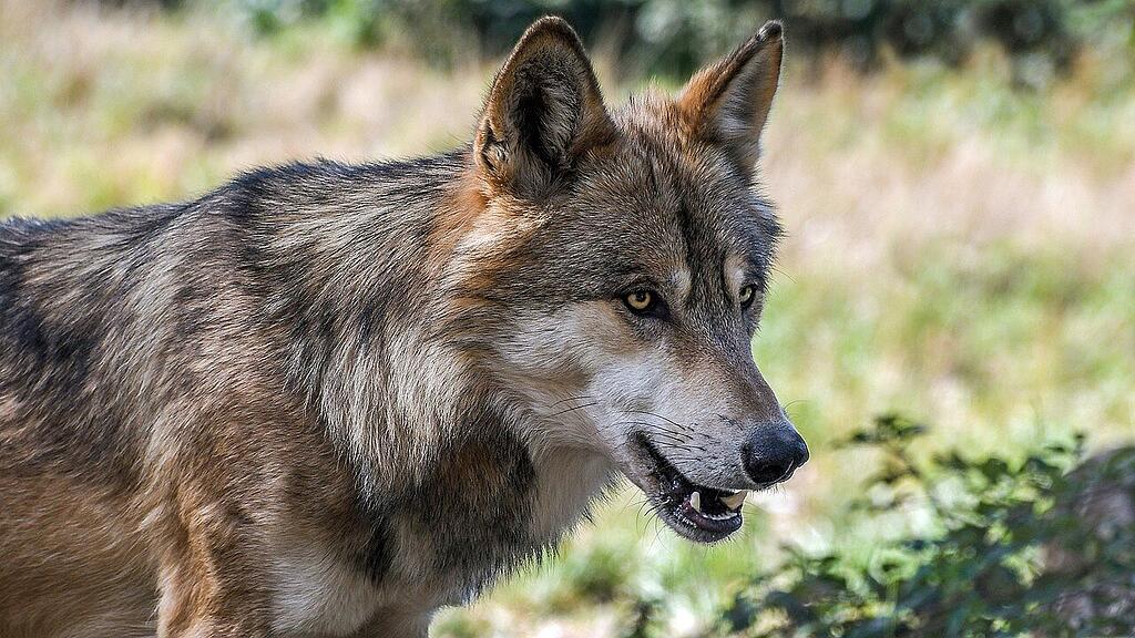 symb_Wolf