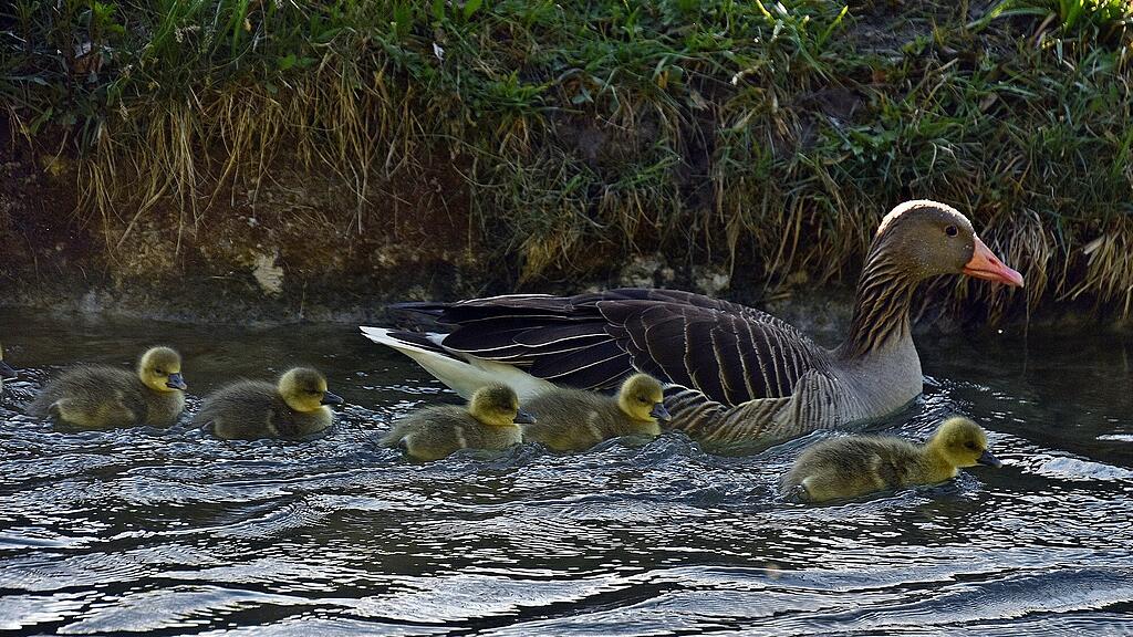 Enten Leopoldskron