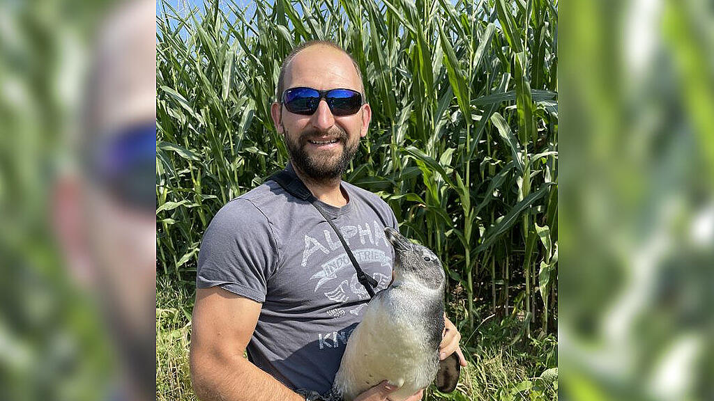 Junger Pinguin aus Salzburger Zoo ausgebüxt