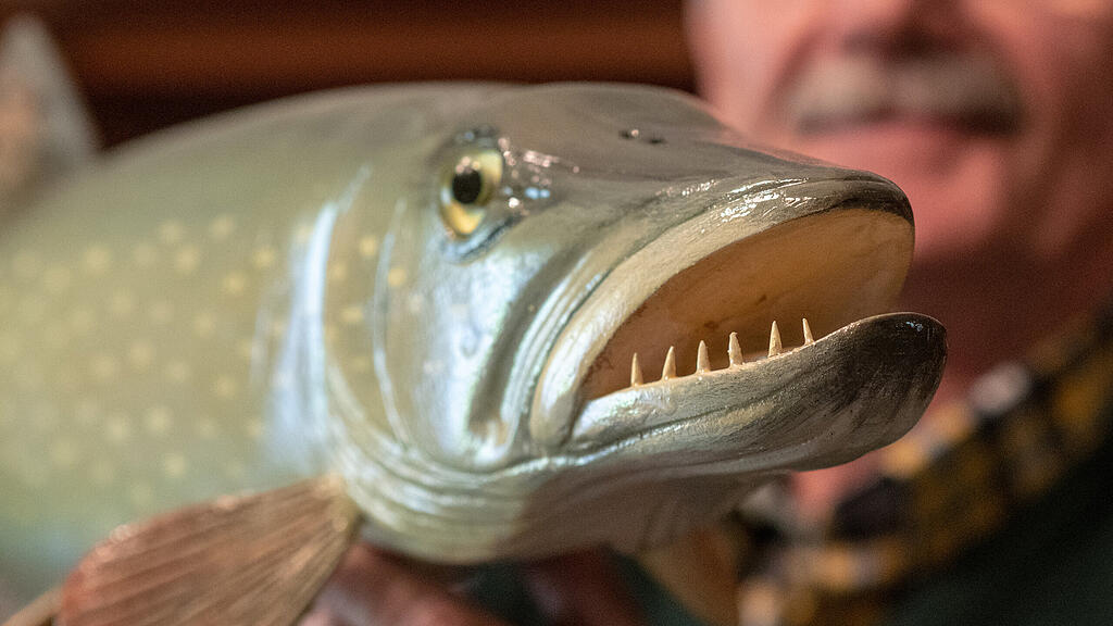 Fisch, Fische