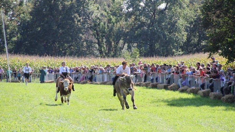 Ochsenrennen in Surheim