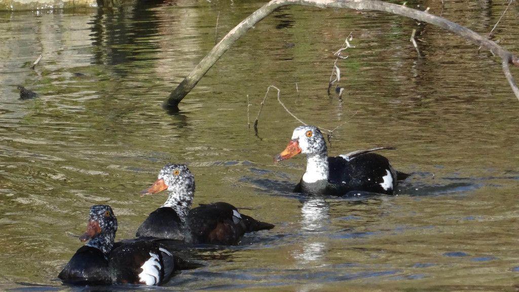 Malaienenten im Zoo Salzburg