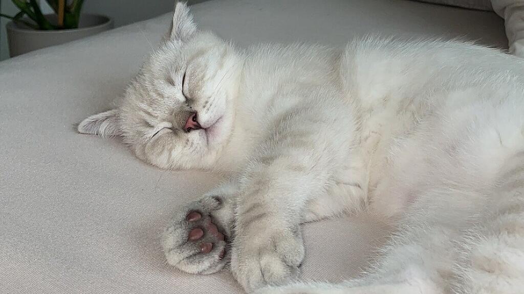 Weltkatzentag 2024