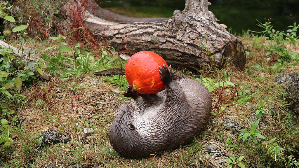 Kürbis Ahoi im Zoo Salzburg