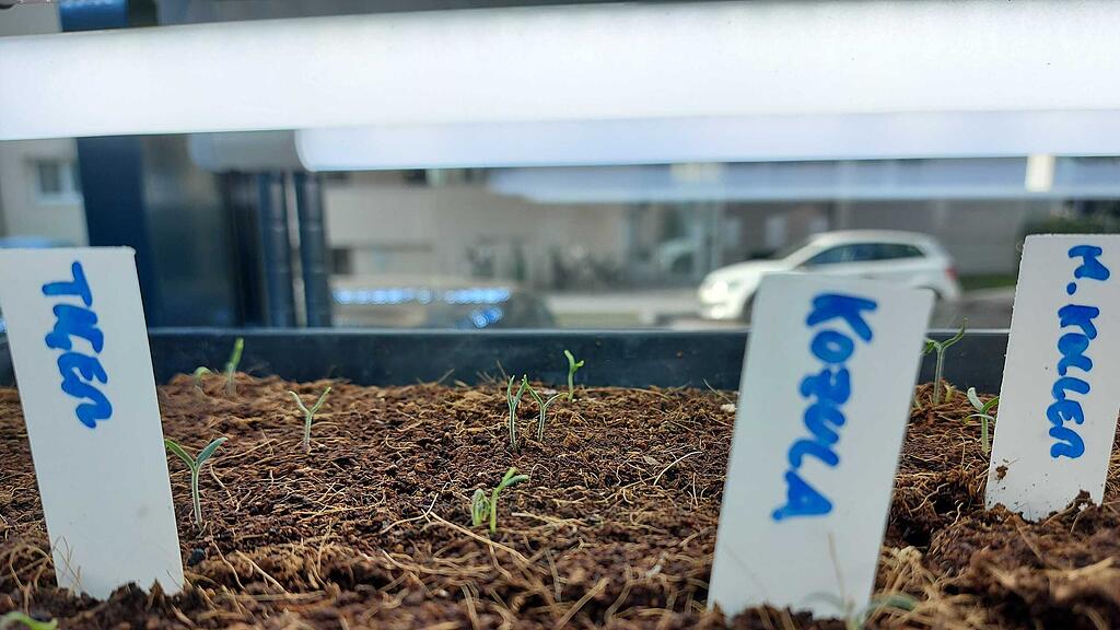 Urban_Roots