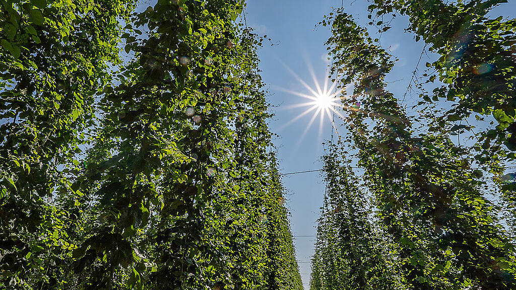 Hopfen ist ein wichtiger Bestandteil von Bier