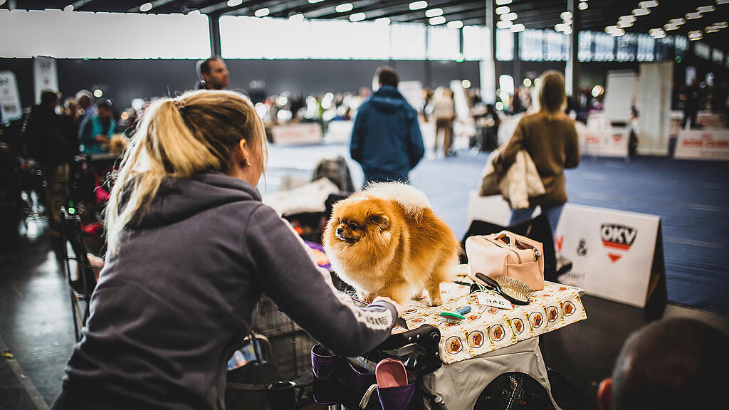 Rassehunde Ausstellung