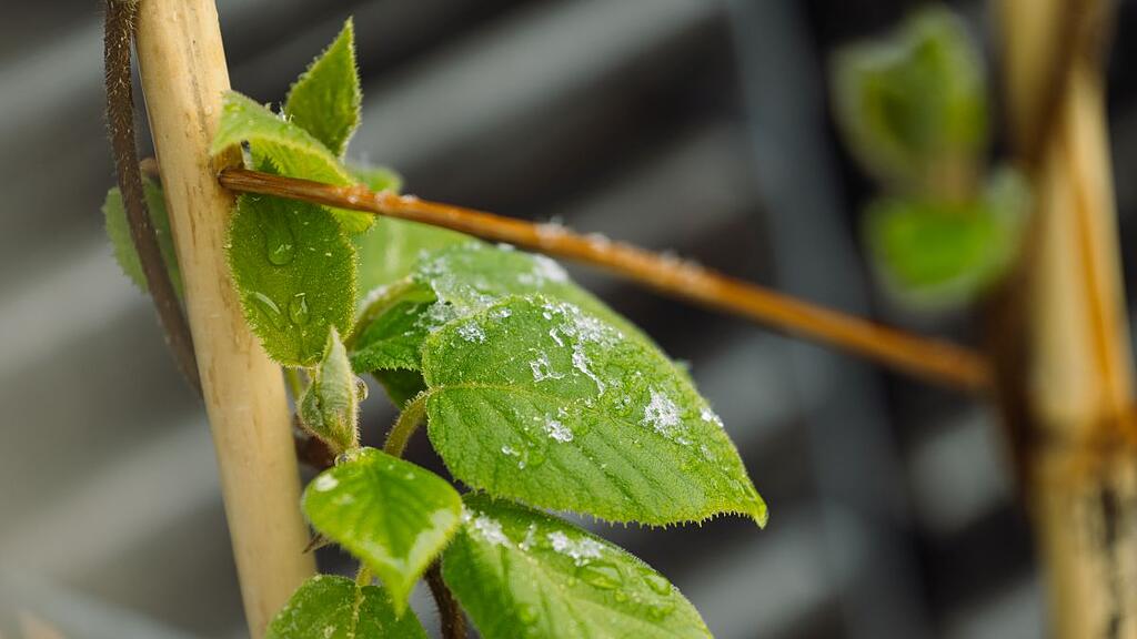 Schnee und Pflanzen im April