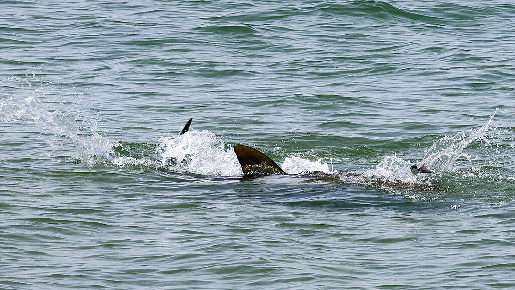 Haie schwimmen an der Wasseroberfläche (Symbolbild)