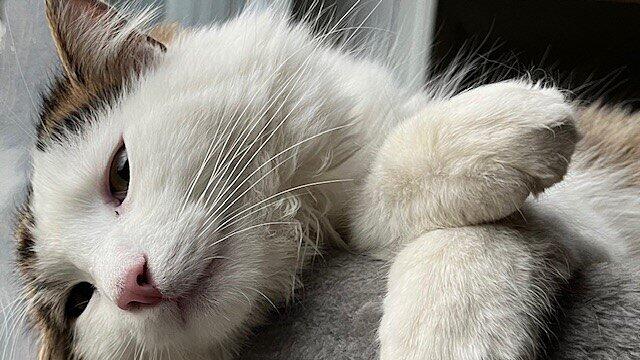 Weltkatzentag 2025