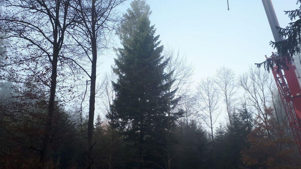 Christbaum für Salzburger Christkindlmarkt wird in Lamprechtshausen gefällt