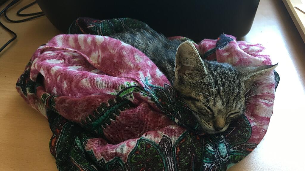 Mia, Katze in Mülltonne