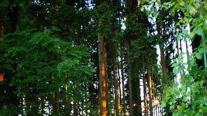 Hallwanger Waldfest II