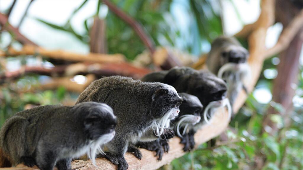 Kaiserschnurrbarttamarin Salzburg Zoo