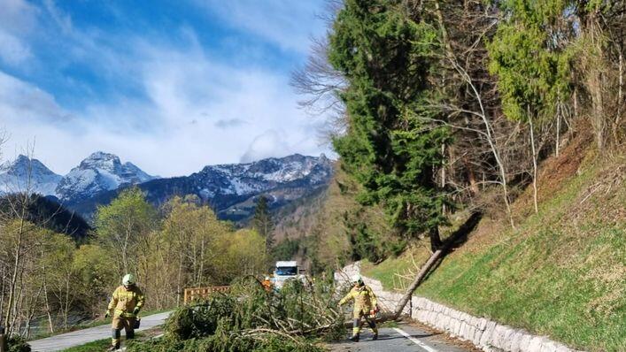 Baum stürzt in Unken auf Auto