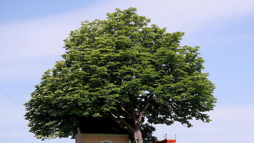 Fronleichnamsumzug in Hof.