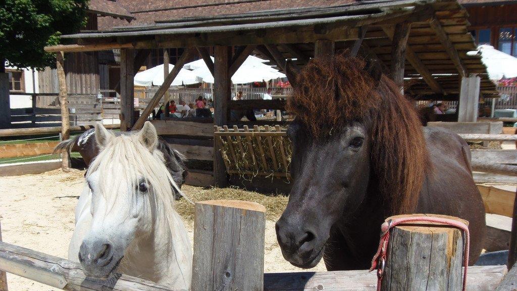 Impressionen der Tiere