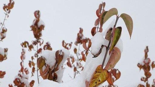 Tiere im Schnee