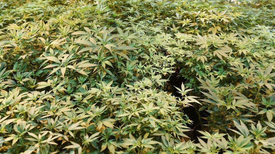 Legale Cannabiszucht