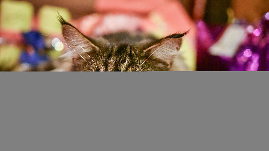 symb_katze symb_weihnachten