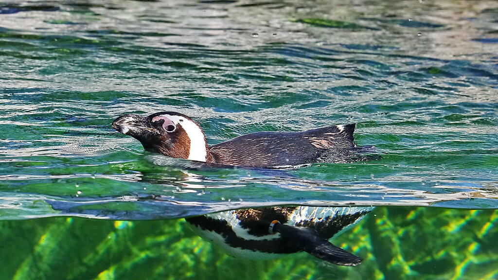 Andrang auf Zoo Hellbrunn