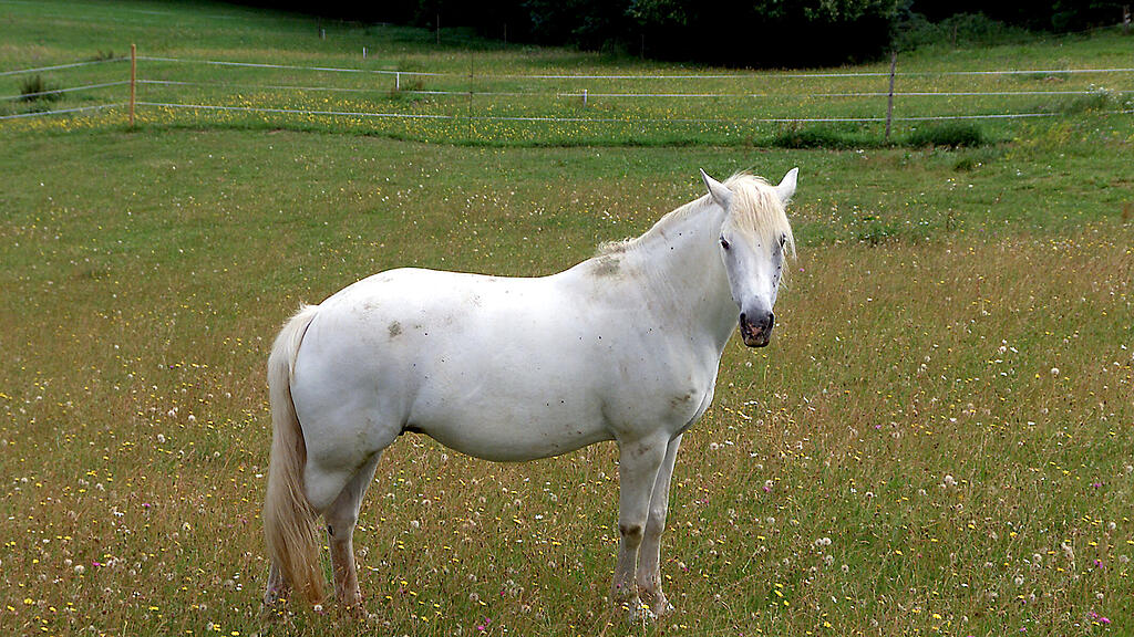 Pferd