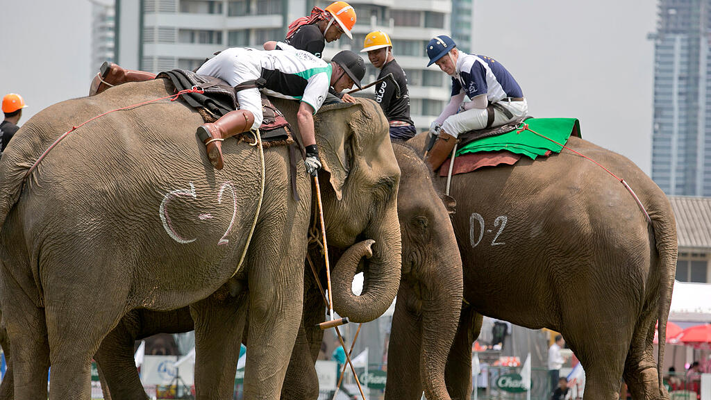 Misshandlung von Elefanten bei einem großen Poloturnier in Bangkok.