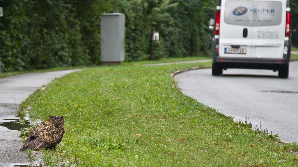 Uhu in der Sinnhubstraße
