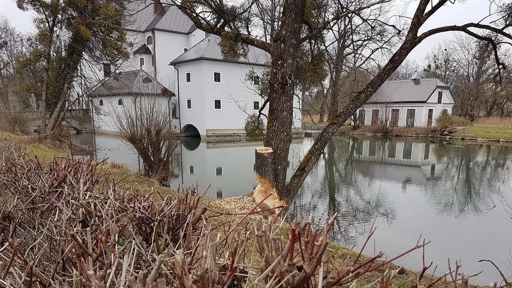 Biberschäden in Salzburg
