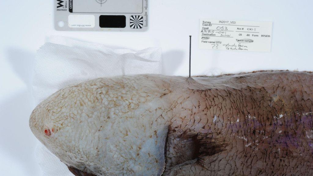 "Fisch ohne Gesicht" gefunden