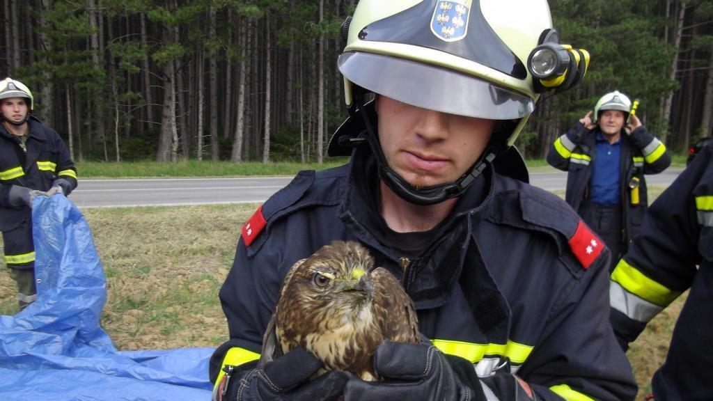 Tierrettung in Neunkirchen: Verletzter Greifvogel geborgen