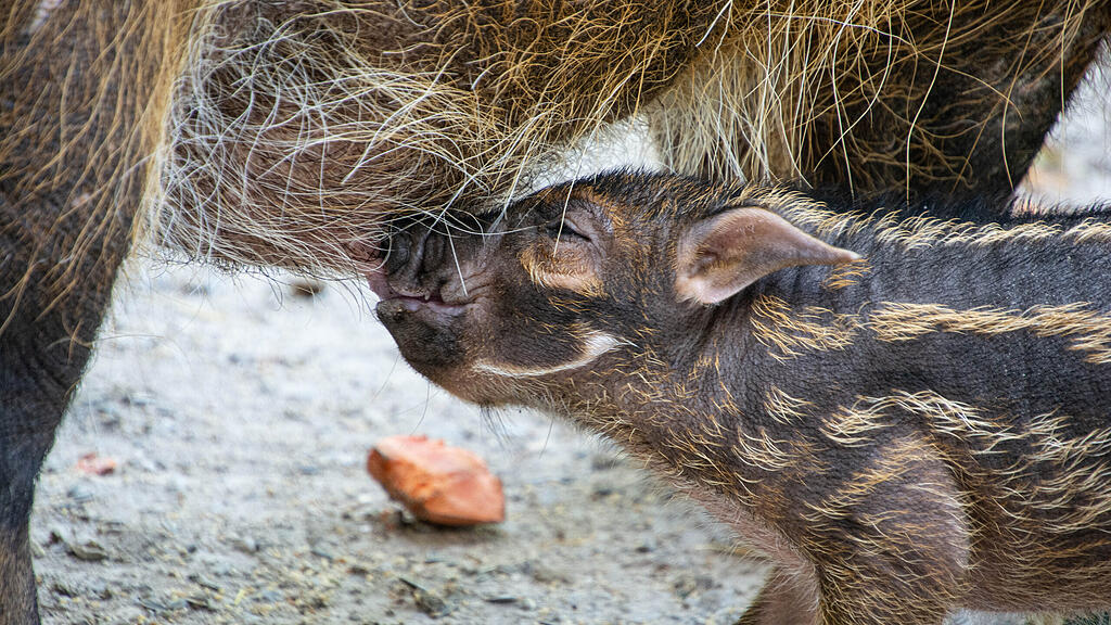 Nachwuchs bei Pinselohrschweinen im Zoo Salzburg