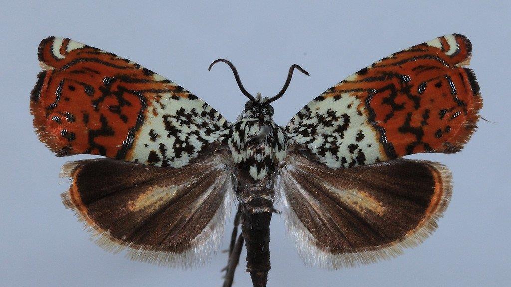 Die schrägsten neuentdeckten Tiere