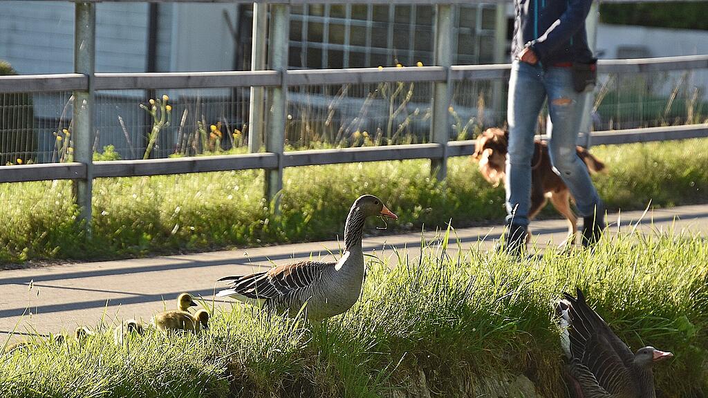 Enten Leopoldskron