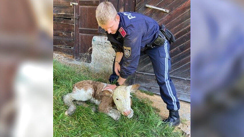 Kalb (1).jpg