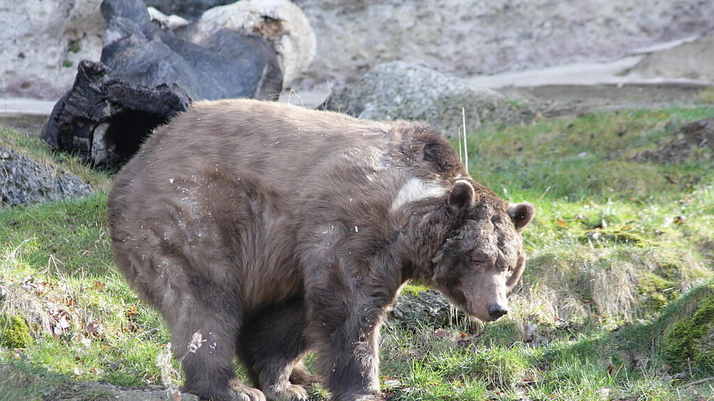 Braunbär Aragon