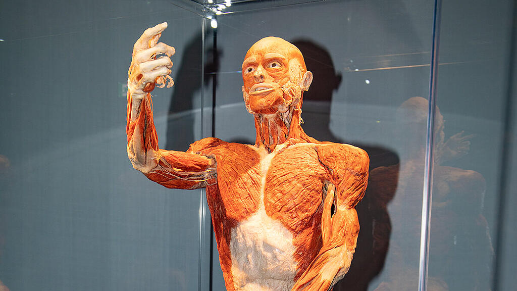 Ausstellung K\u00f6rperwelten Salzburg II