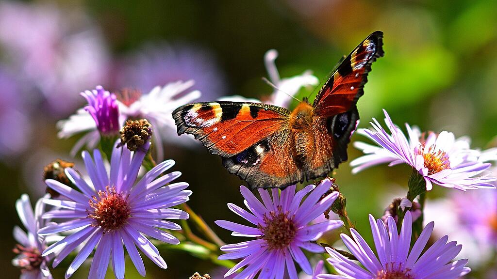 Tagpfauenauge, Schmetterling, SB