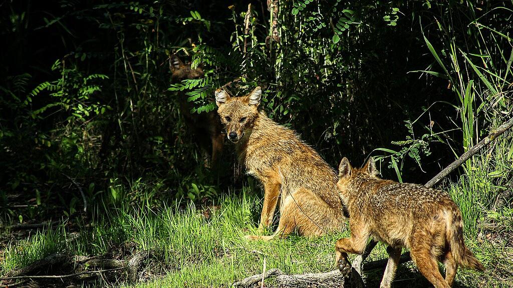 golden-jackal-5791390_1280.jpg